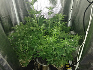 Начало цветение марихуаны на 7 неделе выращивания