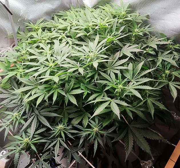 Проблемы из-за высокой температуры в гроубоксе Куст ростом 50 см