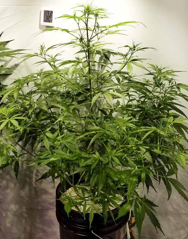 Процесс вегетации каннабиса