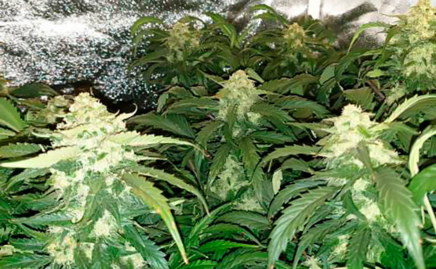 Промывка кустов перед харвестом Куст перед харвестом