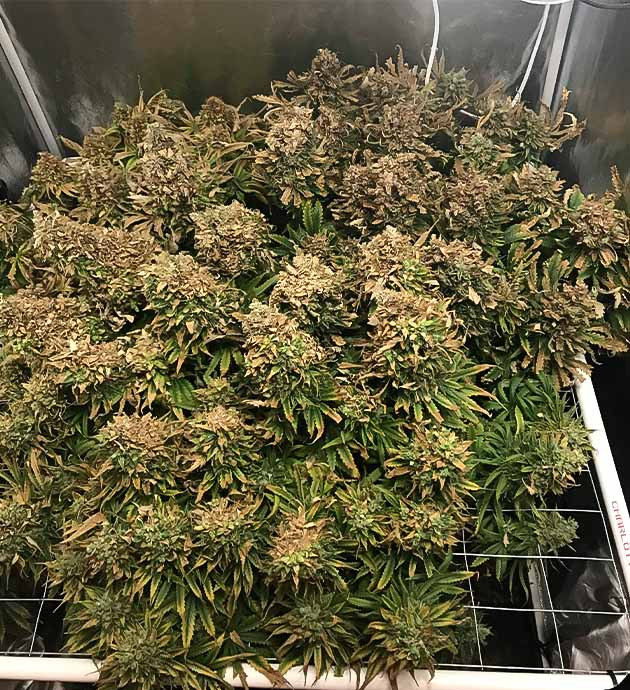 Цветение куста HulkBerry Предхарвест HulkBerry