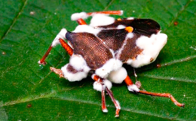 Уничтожение паразитов грибком