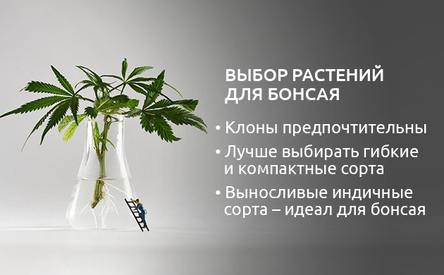 Клоны для конопляного бонсай Выбор клона для бонсай