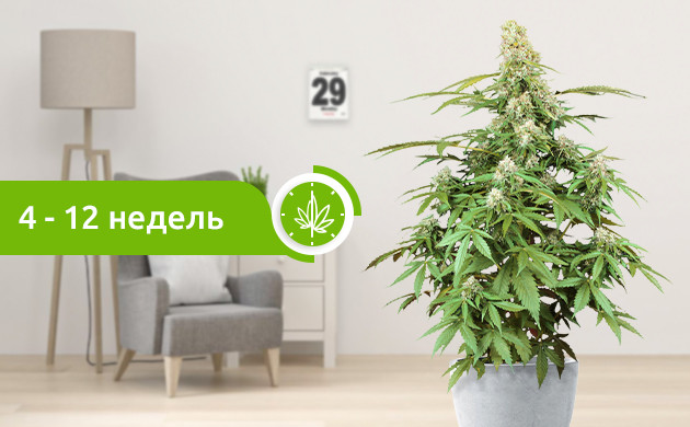 Созревание гибридов 4-12 недель