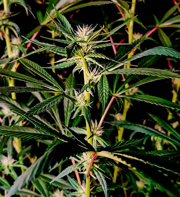 Sweet Cherry Pie репорт по выращиванию Выращивание куста Sweet Cherry Pie