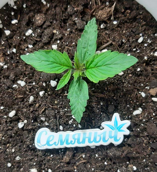 Удобрение и полив Critical Orange Punch Auto Настройка освещения для Critical Orange Punch Auto