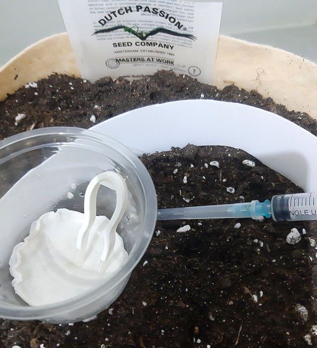 Безопасность при работе с перлитом и вермикулитом Подготовка субстрата для Critical Orange Punch Auto