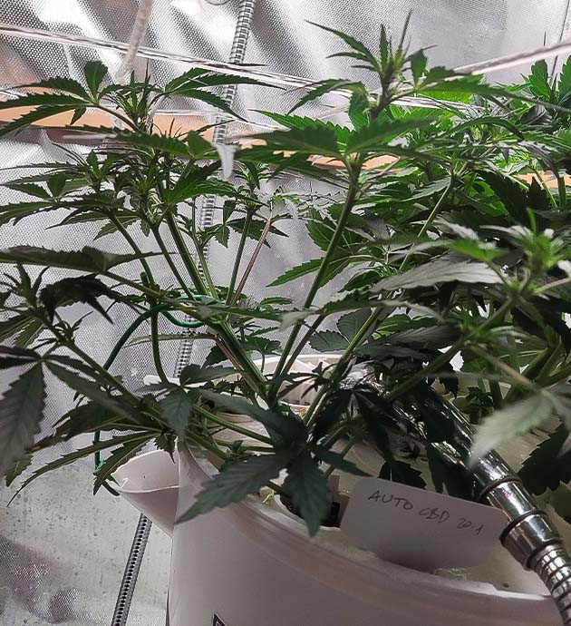 Установка сетки ScrOG Высота куста 30см на 4 неделе выращивания