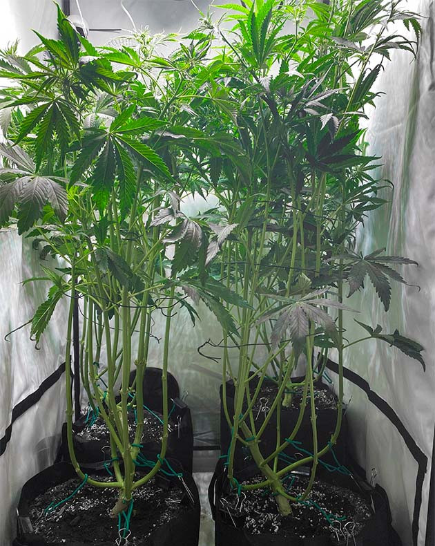 Кольцевание и дефолиация на 6 неделе выращивания Дефолиация нижних листьев полутораметрового куста