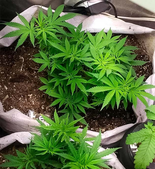 Начало цветения марихуаны 7 неделя роста каннабиса