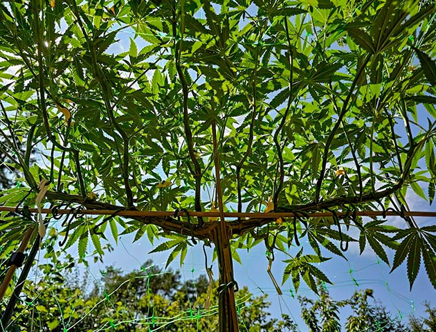 Куст Gorilla Cookies FF на стадии цветения