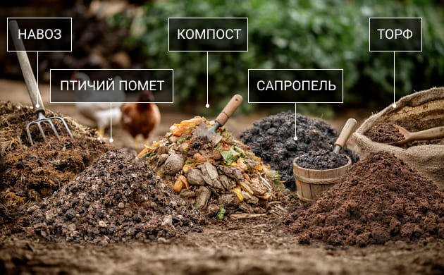 Натуральные удобрения для конопли в аутдоре