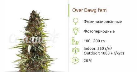 Сорт конопли Over Dawg Over Dawg fem (Medical Seeds)