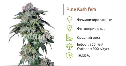 Pure Kush от Green House Seeds