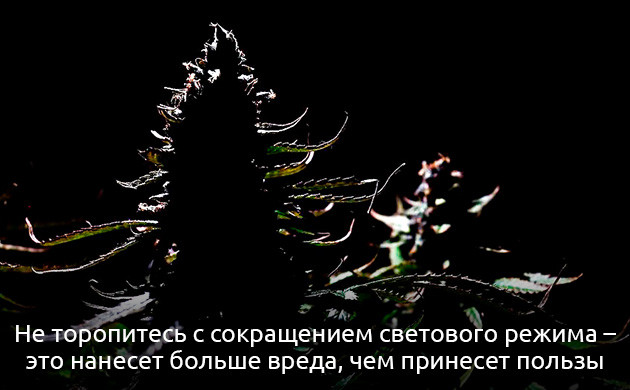 Ранняя стимуляция цветения