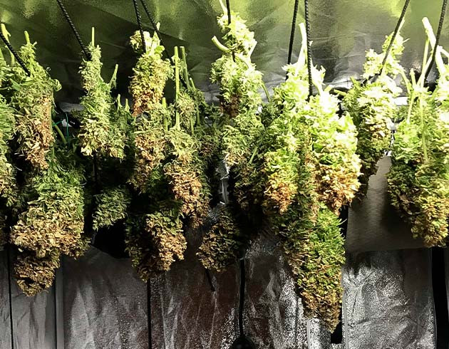 Впечатления от сорта HulkBerry Харвест и сушка соцветий HulkBerry