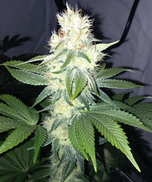 Соцветие марихуаны LSD Шишка сорта марихуаны LSD