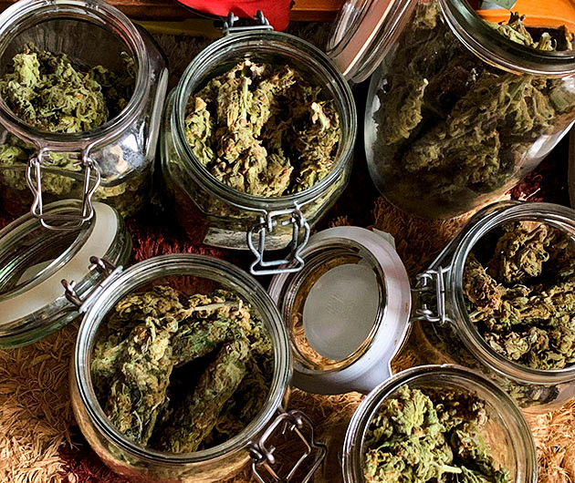 Собранный урожай конопли Урожай марихуаны в стеклянных банках
