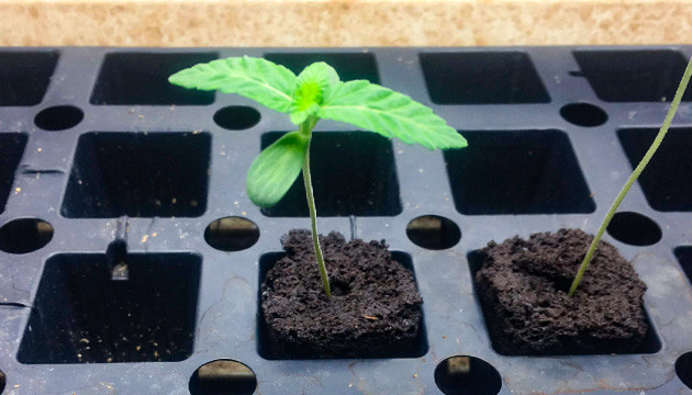 Росток Tropicanna Banana