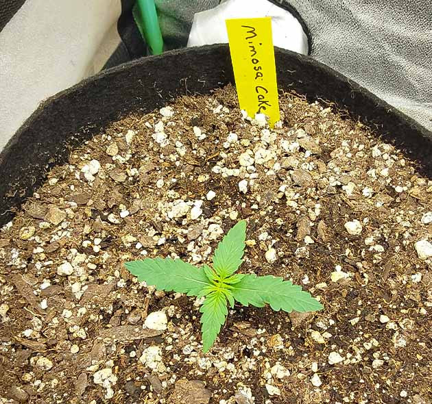 Выращивание конопли Mimosa Cake Auto