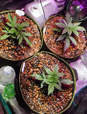 Фимминг куста на 2 неделе Три куста в гроубоксе