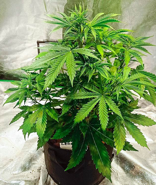 Изменение схемы полива и применение техники LST Кусты на 4 неделе выращивания