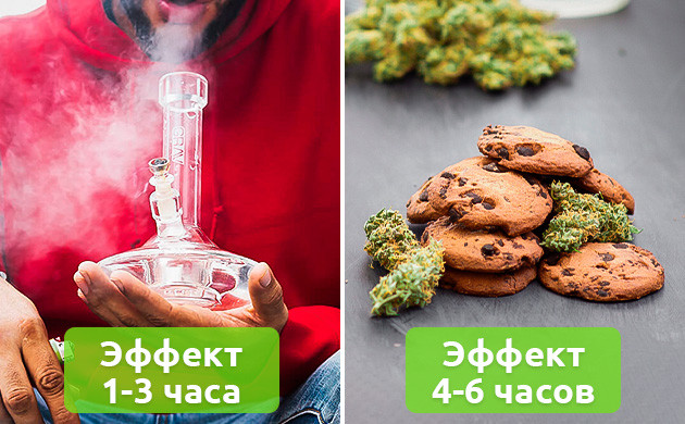 Длительность эффекта от попадания конопли через легкие и через желудок
