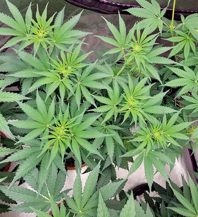 Каннабис на седьмой неделе роста