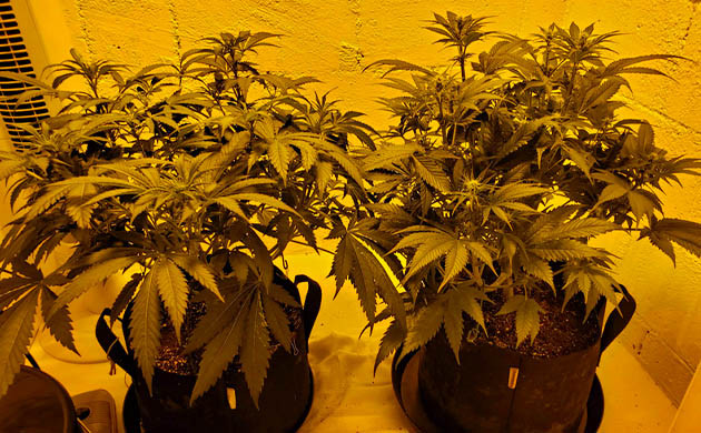 Растения высотой 45 см