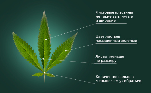 Листья Рудералиса