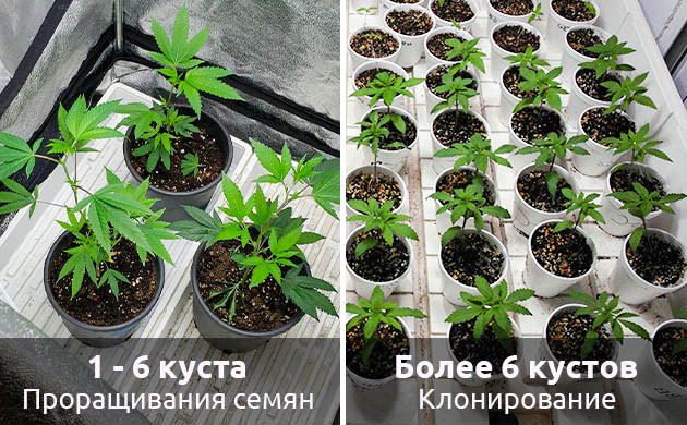 Какой сорт конопли выбрать Как начать выращивать марихуану весной