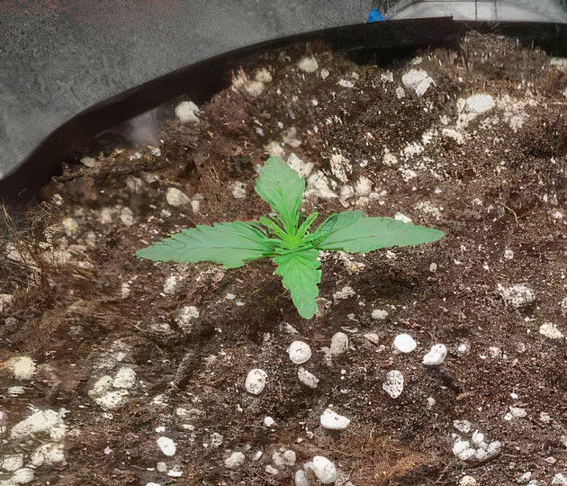 Полив из пульверизатора Росток Super Silver Haze от GHS на 1 неделе