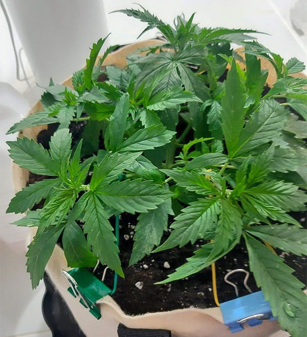 Полив и удобрение растения Аэрация для Critical Orange Punch Auto