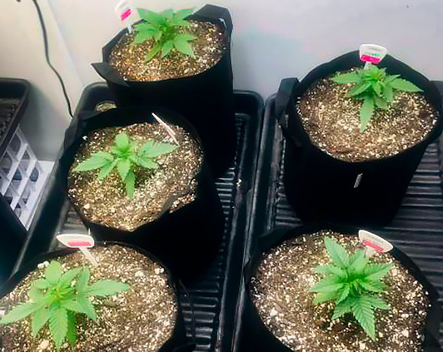 Растишки в гроубэгах