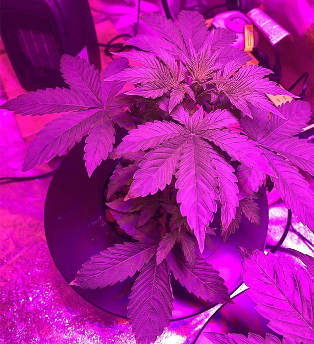 Стимуляция роста куста Purple Lemonade Auto