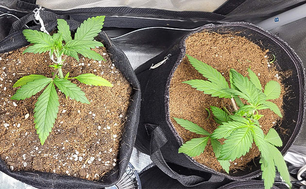 Тренировка растения Purple Lemonade Auto