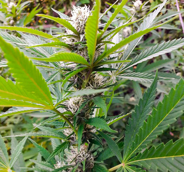 Соцветие конопли с белыми стигмами