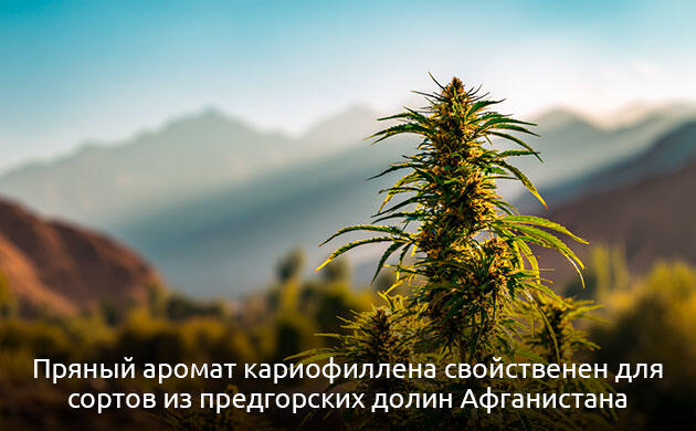 Пряный терпен каннабиса с противовоспалительным и обезболивающим действием Кариофиллен в конопле