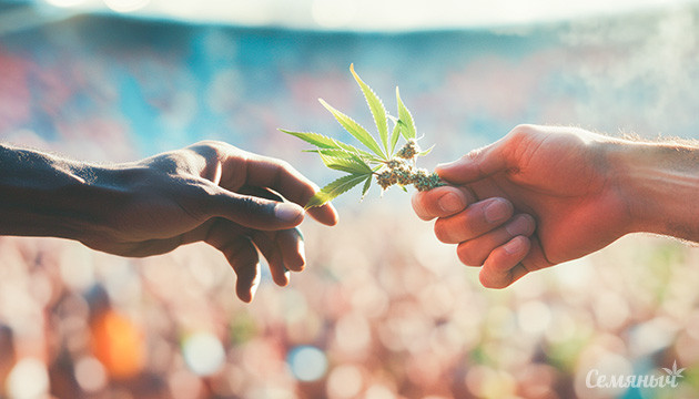 Как происходит распространение и сохранение генетики конопли Поддержание и распространение уникальности каннабиса