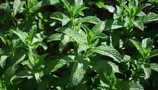 Мята отпугнет муравьев