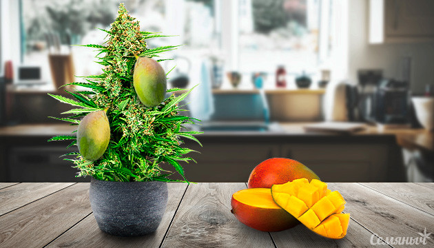 Усиление эффекта конопли с помощью манго Марихуана и манго