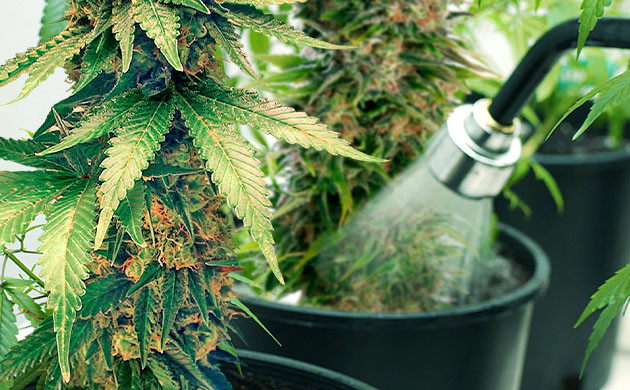 Промывка автоцветов перед харвестом Промывка автоцветов перед сбором урожая