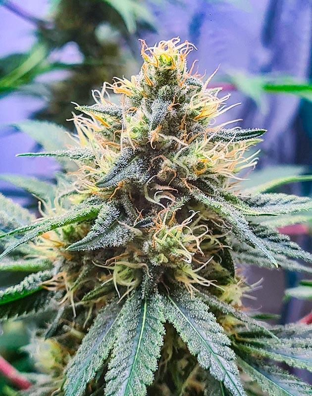 Стадия цветения Tropicana Cookies FF Каннабис в середине цветения с крупными плотными шишками