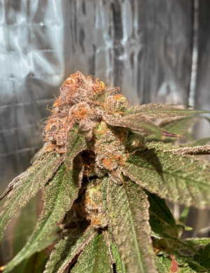 Набор массы шишек Соцветие Glookies