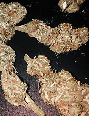 Сухой урожай Готовые шишки