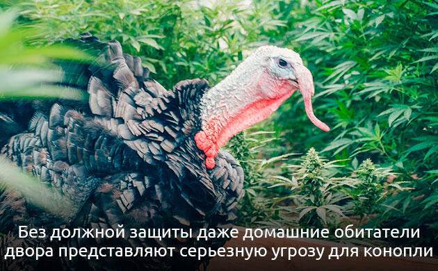 Защита посадок каннабиса при аутдорном выращивании