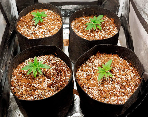 Активный рост на второй неделе вегетации Формирование новых этажей листьев