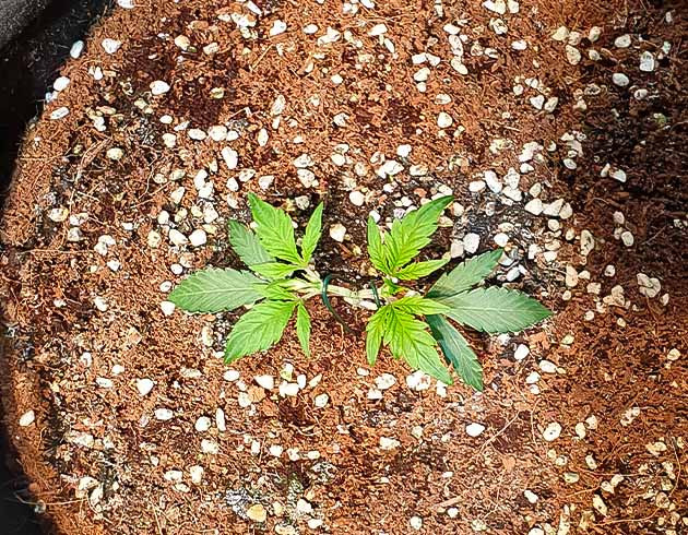 Метод Low Stress Training Растение Zkittlez Auto