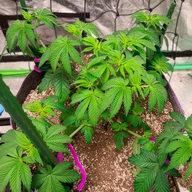 Куст White Wedding RBX на 6 неделе развития