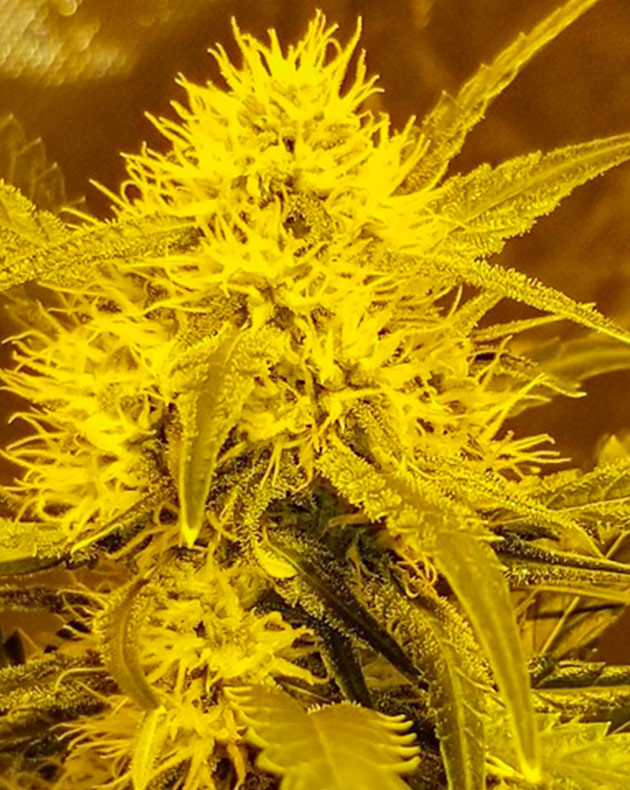 Соцветие конопли с белыми стигмами